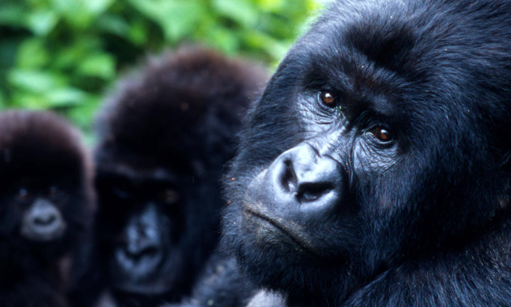 virunga gorilla