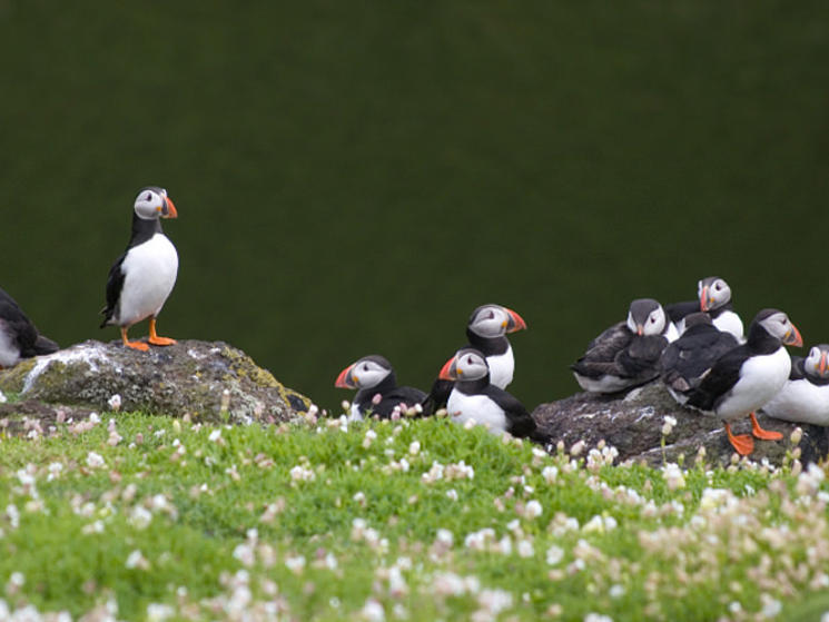 Puffins_isle_of_staffa_scotland_nha
