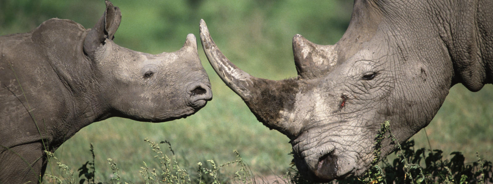 Mother rhino and calf