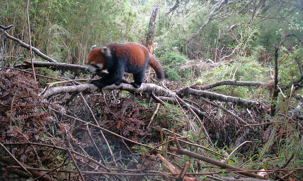 Where Do Red Pandas Live? And Other Red Panda Facts | Stories | WWF