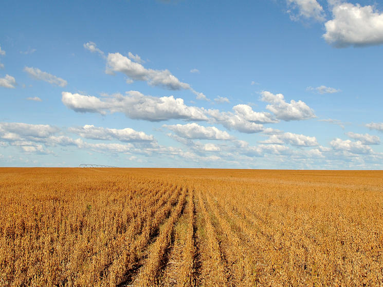 Soy_field