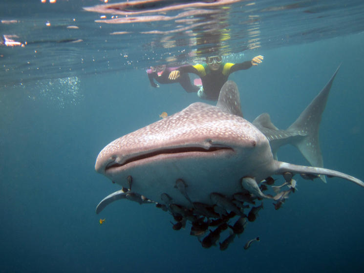 Lee-whale_shark