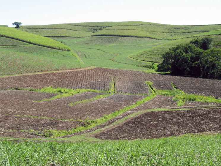Sugarcane-impacts-hi_114085