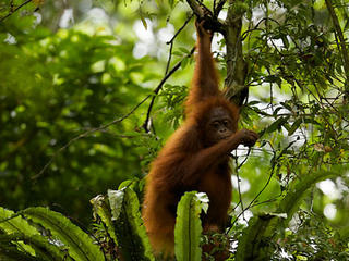 Borneo orangutan