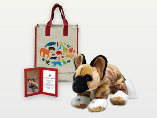 Adopt an African Wild Dog