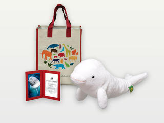 Adopt a Beluga Whale