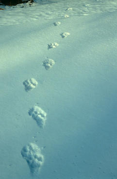 snow leopard tracks
