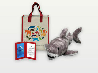 Adopt a Great White Shark
