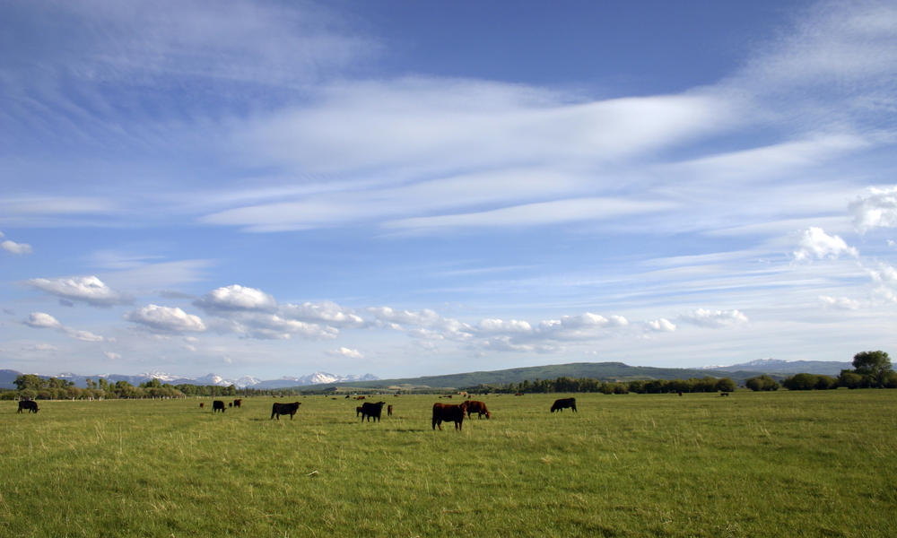 Cows_in_Montana_-_90834503.jpg