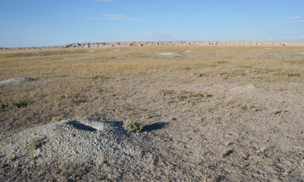 Prairie dog holes in the Canata Basin. This area is the only strong hold for black-footed ferrets. South Dakota, Northern Great Plains, United States 2004