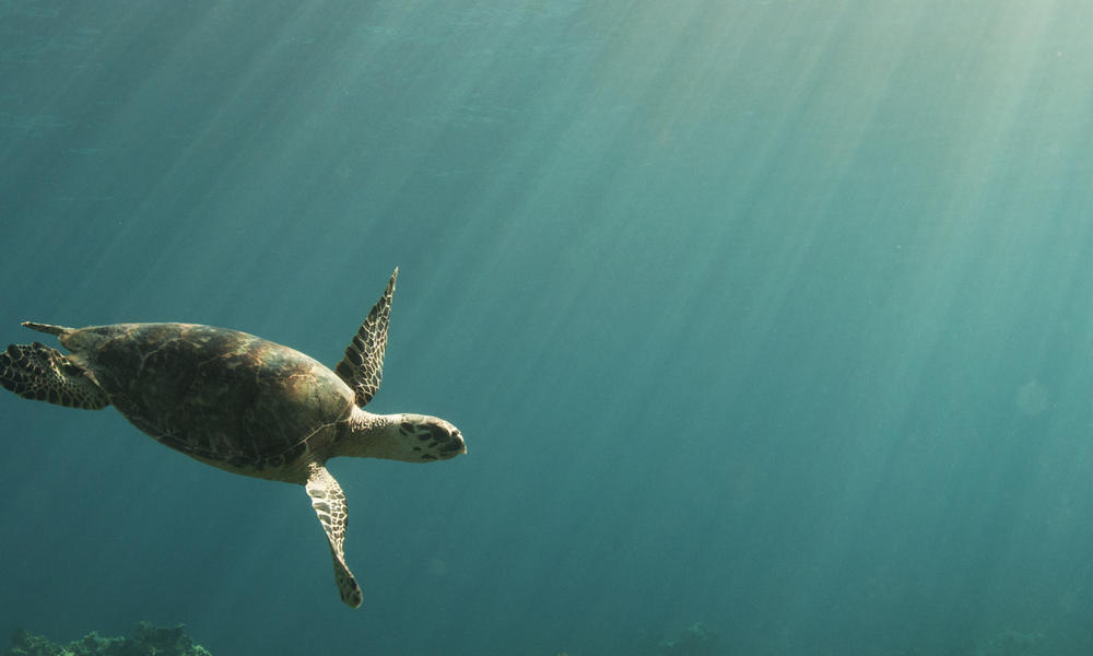 Hawksbill turtle