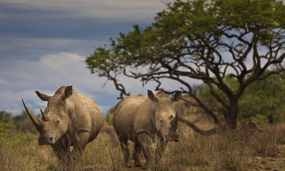 Rhinos in field