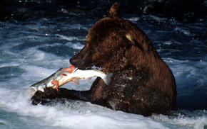 Bear catching a fish