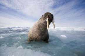 Sea Lion