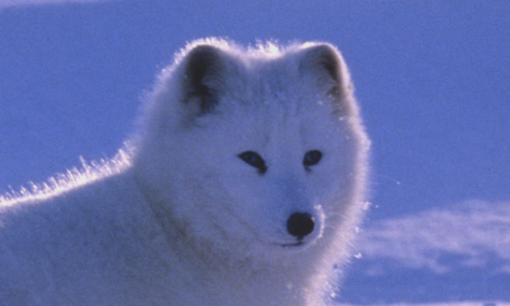 Arctic fox standing in a snow-covered landscape