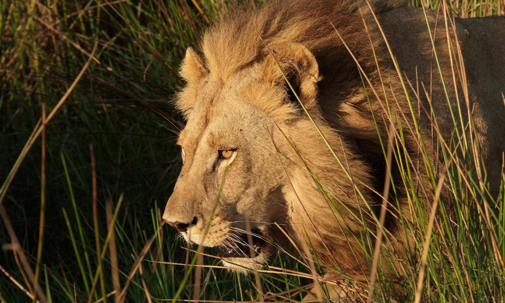 Kramer_lion_botswana