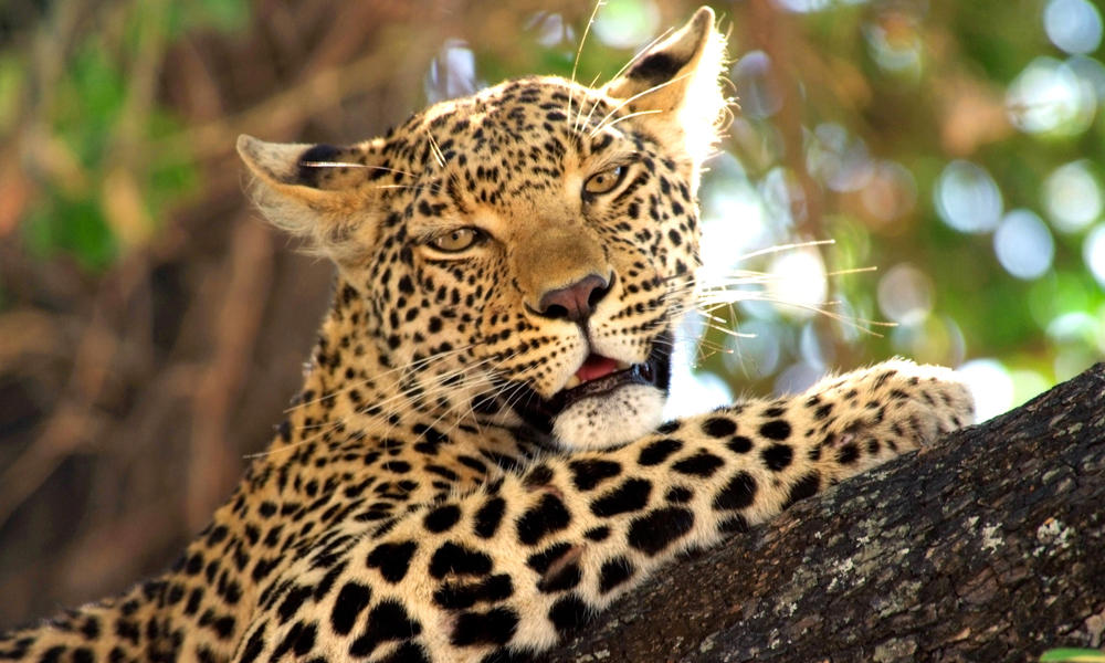 Kramer_botswana_leopard