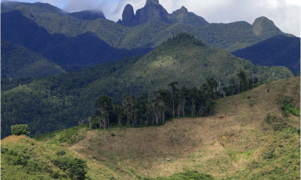 Rachel_kramer_marojejy_national_park
