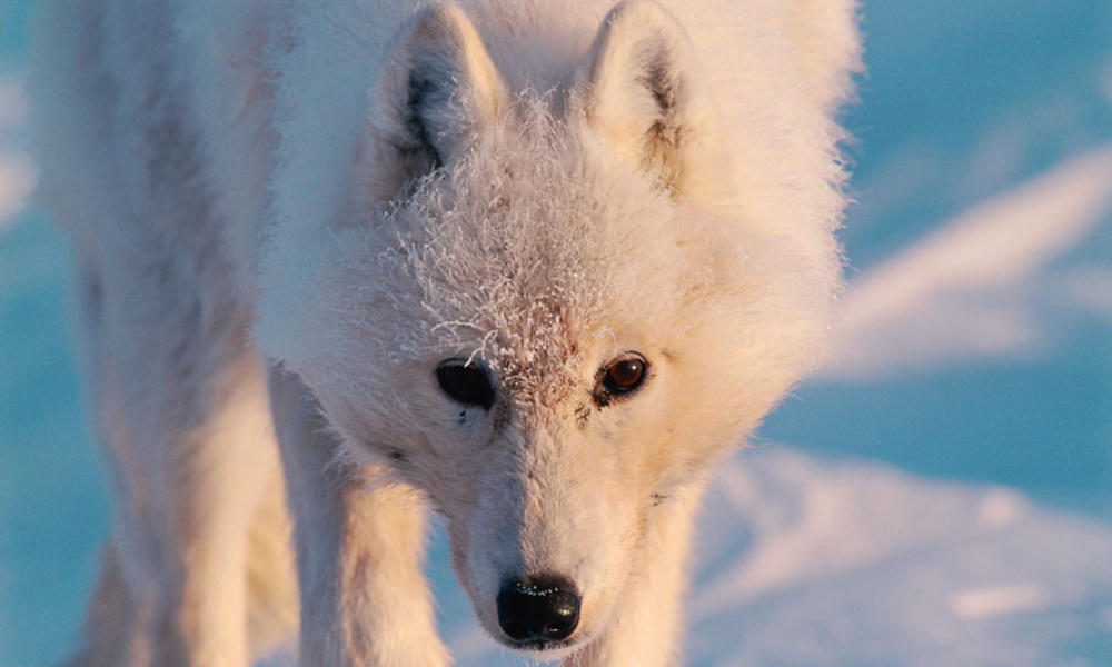 Arctic wolf (Canis lupus), Ellesmere Island, Nunavut, Canada, Arctic.