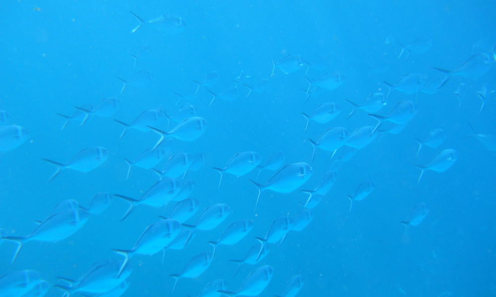 Mattgoddard_nha_galapagos