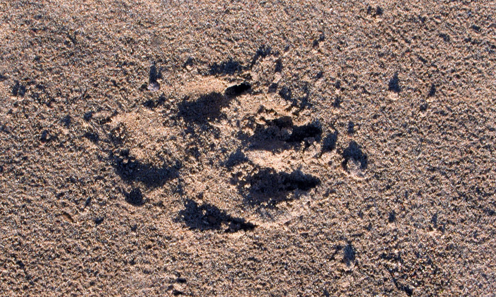 Footprint of an Arctic wolf (Canis lupus arctos) in the central barrens of Nunavut, Canada.
