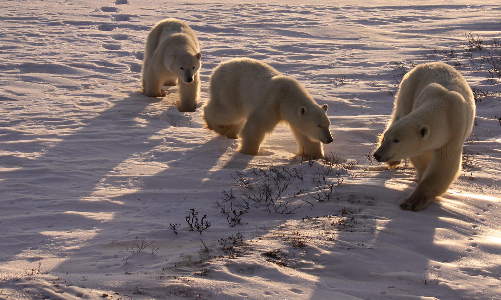 Mellisa-scott-nice_light_polar_bears