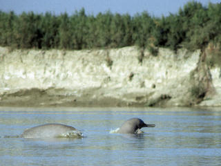 Indus River Dolphin swimming