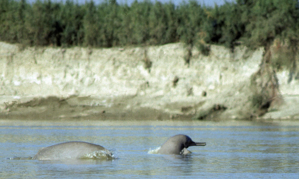 Indus River Dolphin swimming