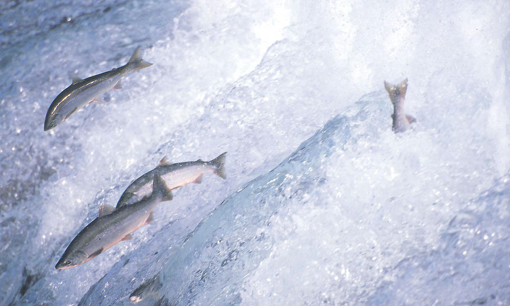 Pacific Salmon