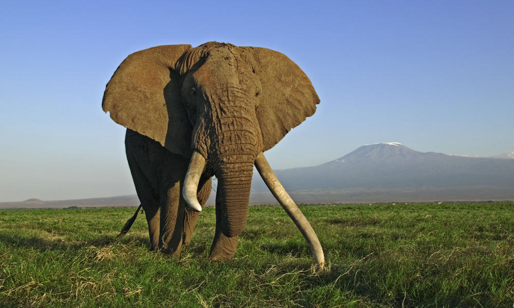 African Elephant