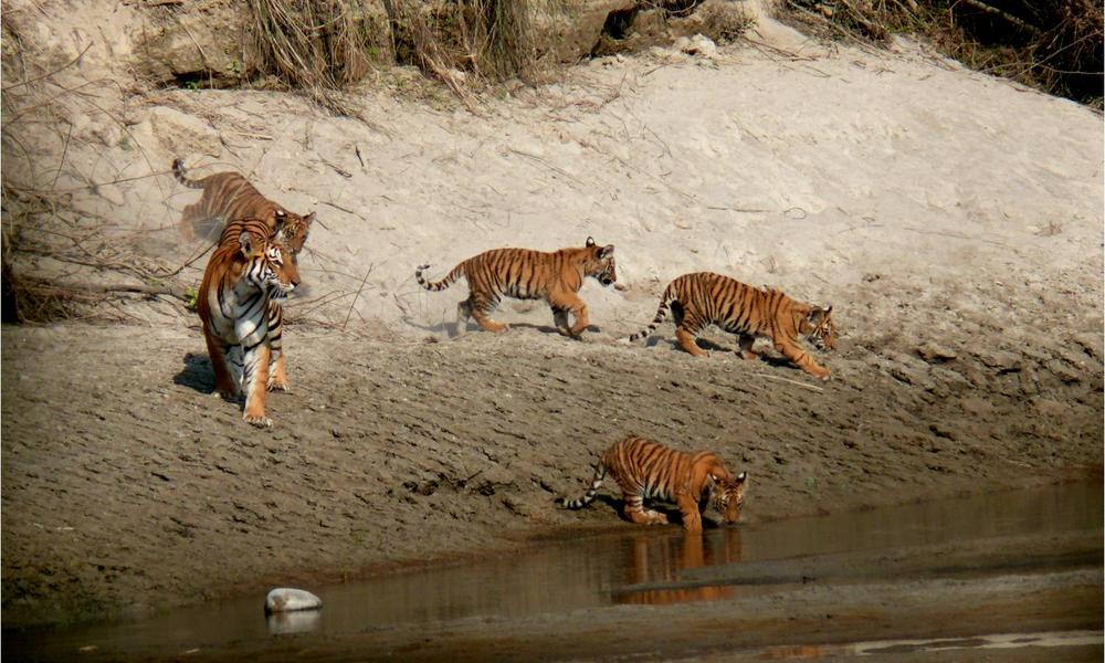Bardia tigers near river