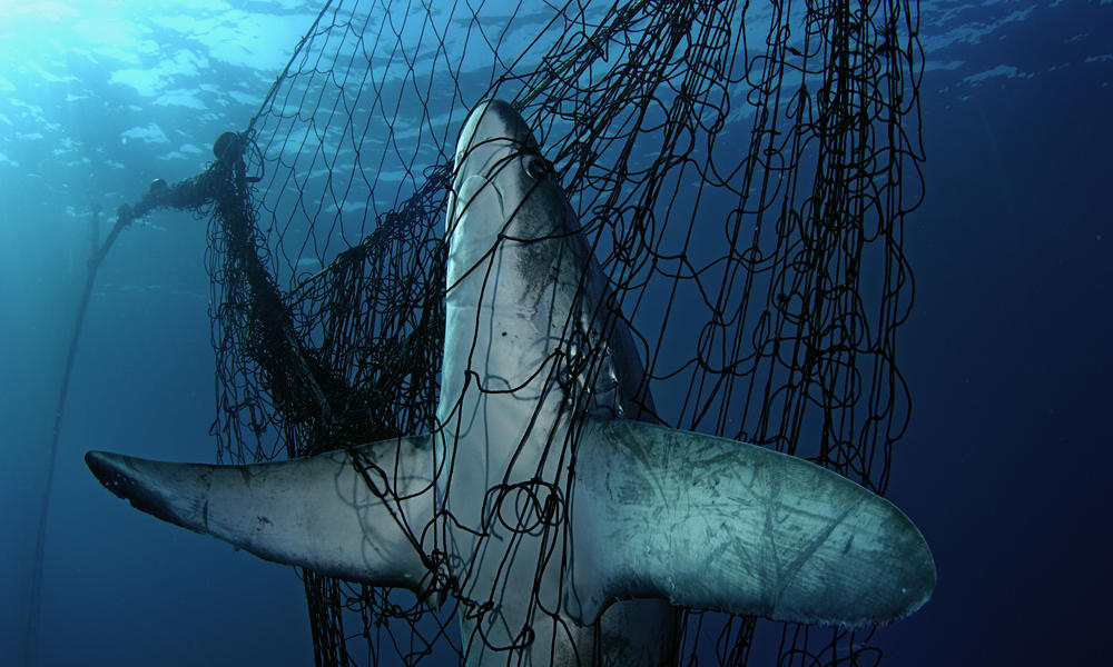 shark caught in net