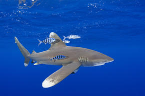 whitetip shark