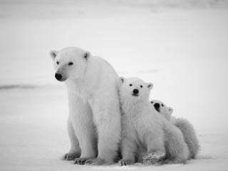 Team up with WWF and Coca-Cola