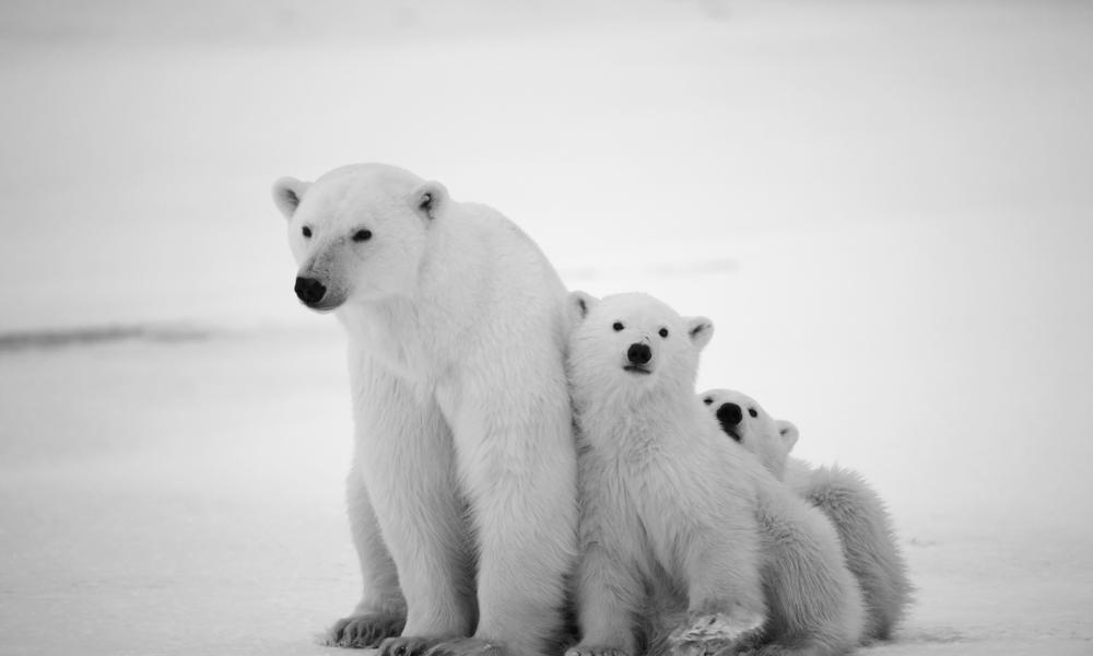 Polar Bear Family