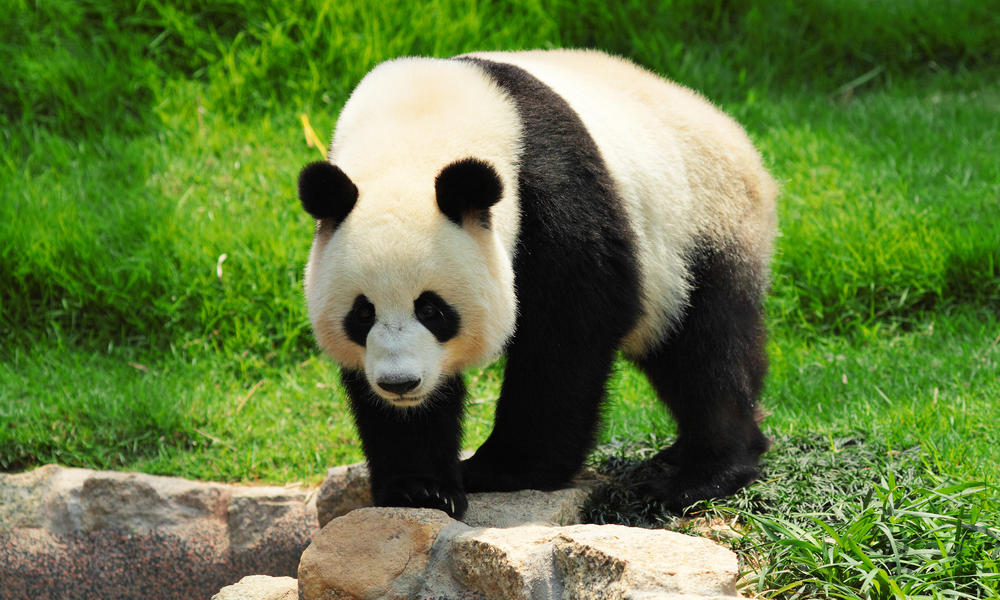 Image result for giant panda