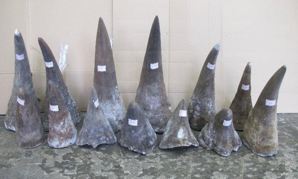 rhino horns seized by Hong Kong customs officials