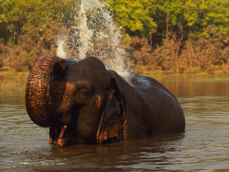 47311_martinharvey_wwf-canon