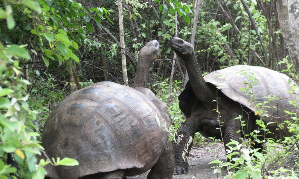 giant tortoise teddy
