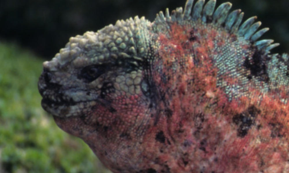 Marine iguana (Amblyrhynchus cristatus) profile. Galapagos Islands, Ecuador.