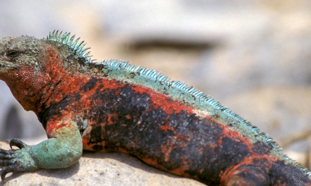 Marine iguana (Amblyrhynchus cristatus) resting on a rock. Galapagos Islands, Ecuador.