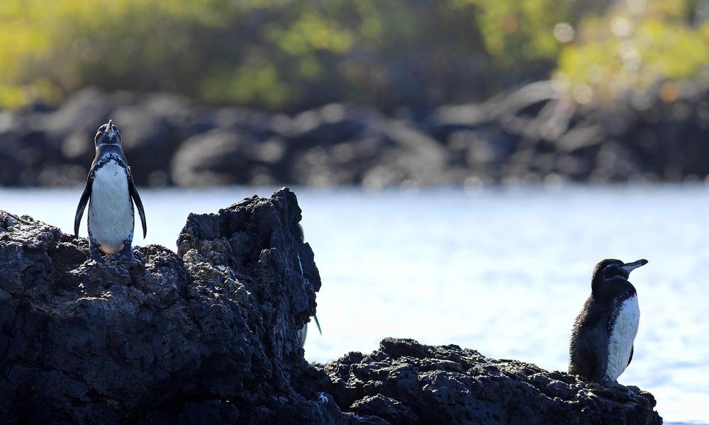 Galápagos Penguin | Species | WWF