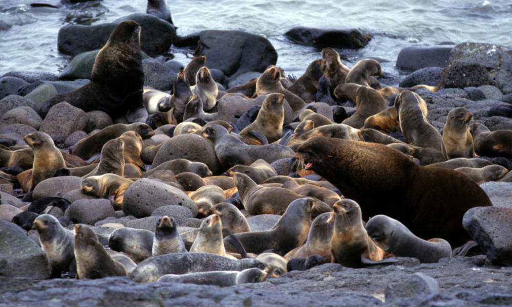 Seals