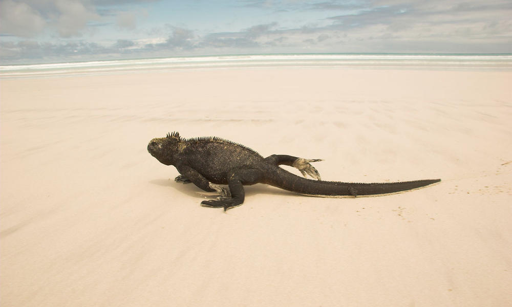 Marine iguana (Amblyrhynchus cristatus) on sandy beach.Tortuga Cove, Santa Cruz, Galapagos Islands, Ecuador.