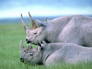 two black rhino