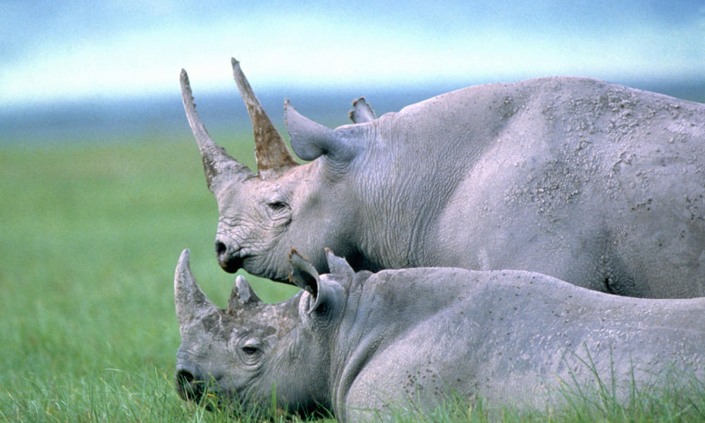two black rhino