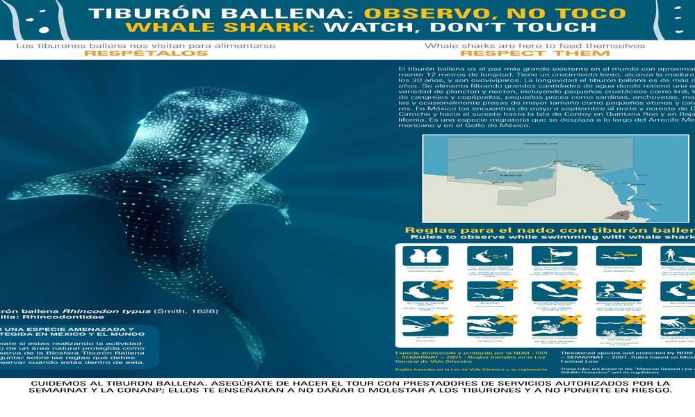 Rules for Swimming with Whale Sharks