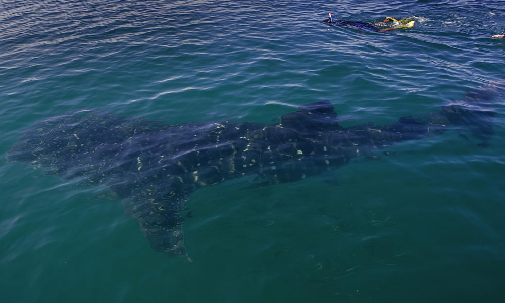 115291_michael_gunther_wwf-canon_mx_whale_sharks_cropped