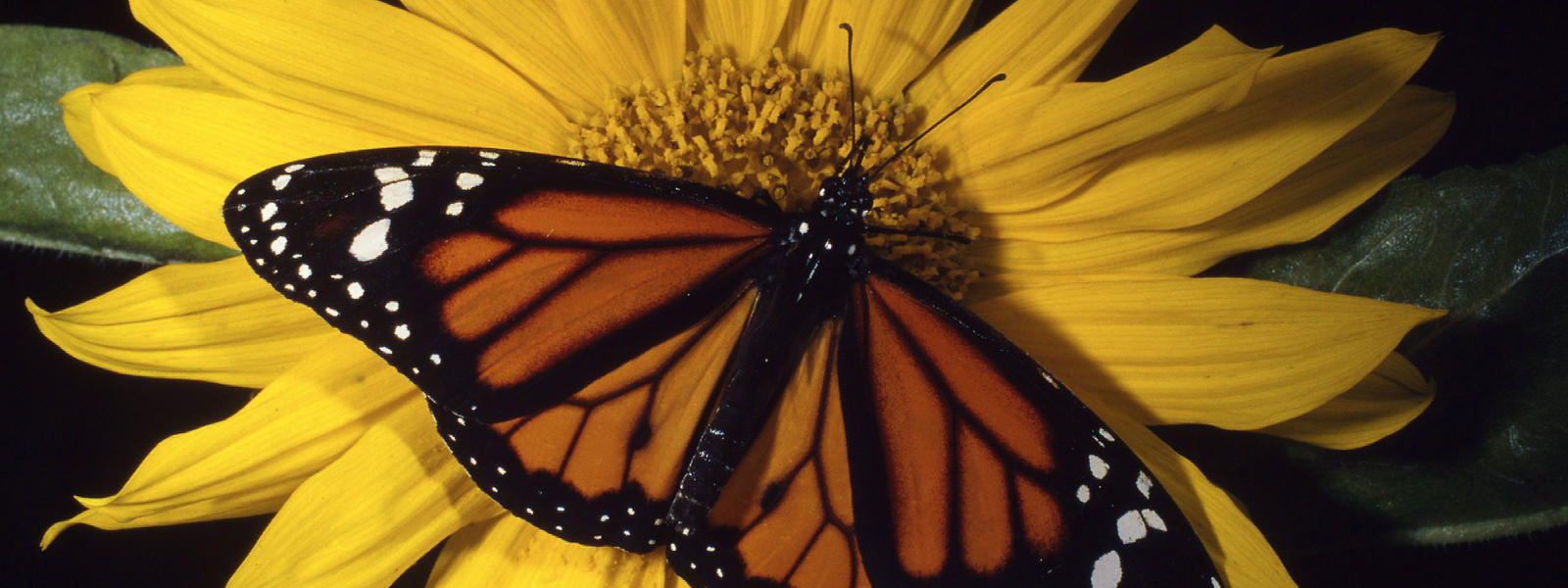 Monarch Butterfly | Species | WWF