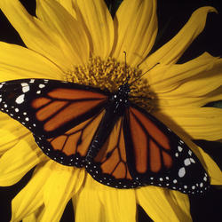 Monarch Butterfly